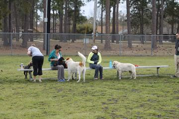 Popp’s Ferry Dog Park photo 2